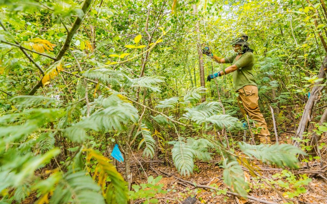 A paso firme avanzan labores de restauración ecológica en Nonguén